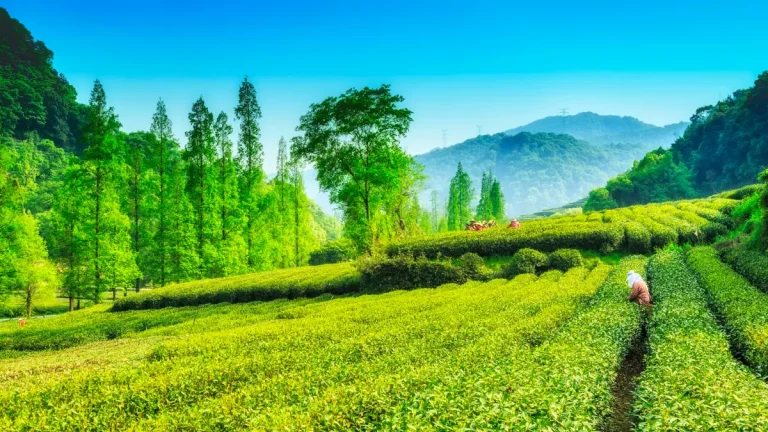 assam-tourist-places-this-is-the-best-season-to-visit-assam-apart-from-the-tea-gardens-there-are-many-other-places-to-visit