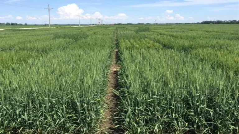 crop-insurance-will-be-deposited-in-the-bank-account-of-the-farmers-of-this-district