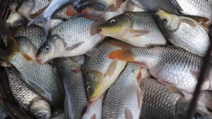 मासे पासून बनवा ही स्वादिष्ट फिश डिश, जाणून घ्या फिश टिक्काची रेसिपी!