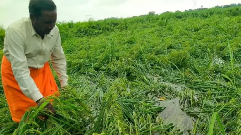 compensation-of-rs-535-crore-to-5-30-lakh-farmers-affected-by-natural-calamities