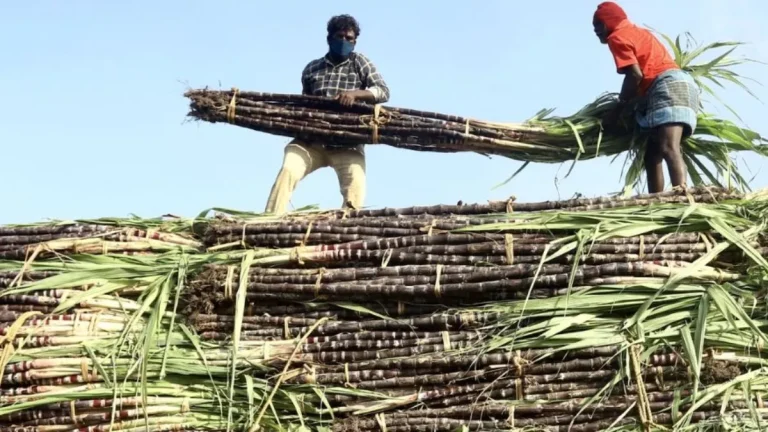 sugarcane-harvesting-season-will-start-from-november-1-in-maharashtra-say-cm-devendra-fadnavis