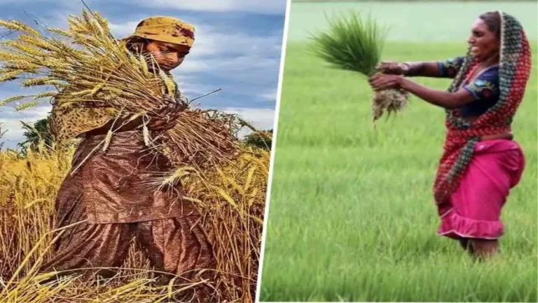 government-to-transfer-3200-crore-to-30-lakh-farmers-under-crop-insurance-scheme-new-penalty-for-delays