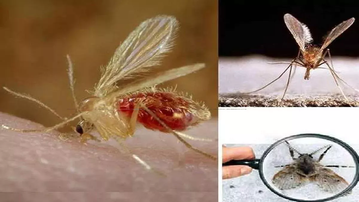 Kala Azar Disease: काला अझर नष्ट होण्याच्या मार्गावर भारत, जागतिक आरोग्य संघटनेने या कामगिरीबद्दल  दिली माहिती