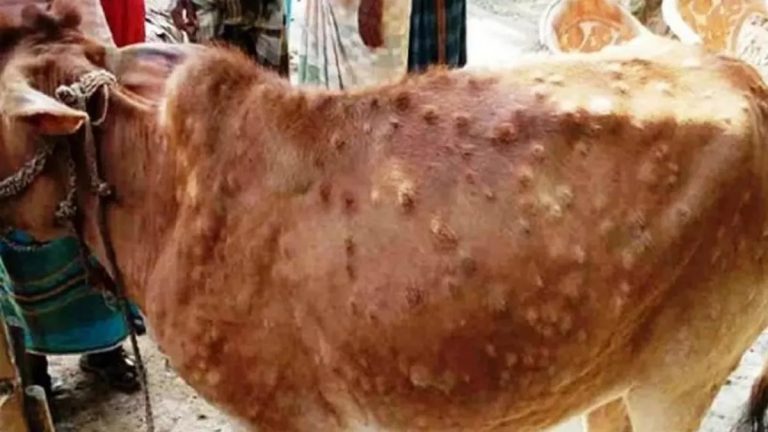 lumpy-disease-in-latur-lumpy-virus-outbreak-increases-32-cattle-die