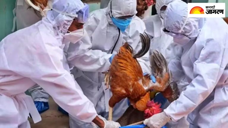 dont-eat-chicken-bird-flu-in-maharashtra-animal-husbandry-department-issued-red-alert-in-several-districts