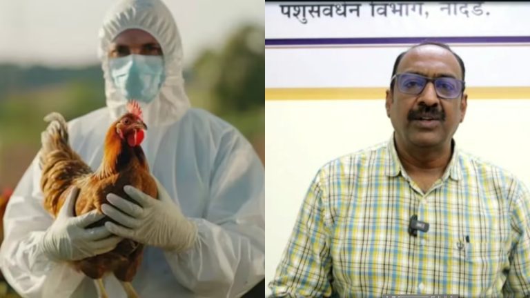 chicken-and-eggs-eating-is-100-percent-safe-there-is-no-bird-flu-infection-in-nanded-said-deputy-commissioner-of-animal-husbandry