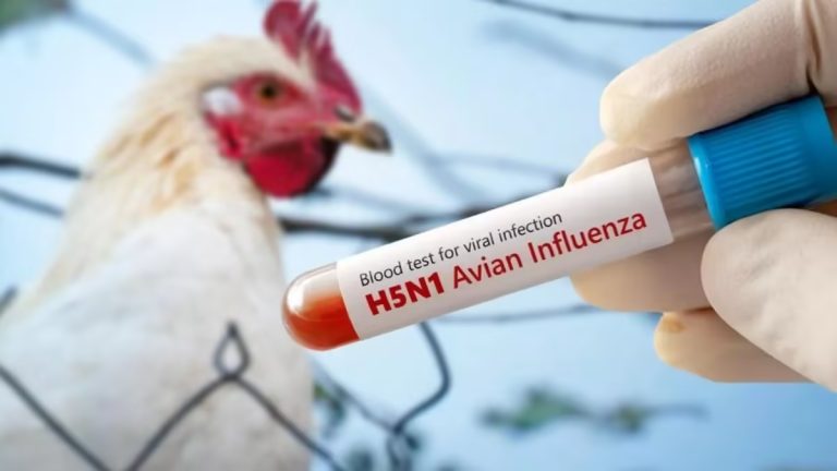 bird-flu-in-maharashtra-4200-chicks-found-dead-in-latur-district