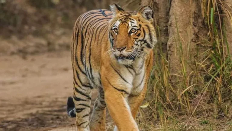 special-teams-to-be-formed-to-prevent-tiger-poaching