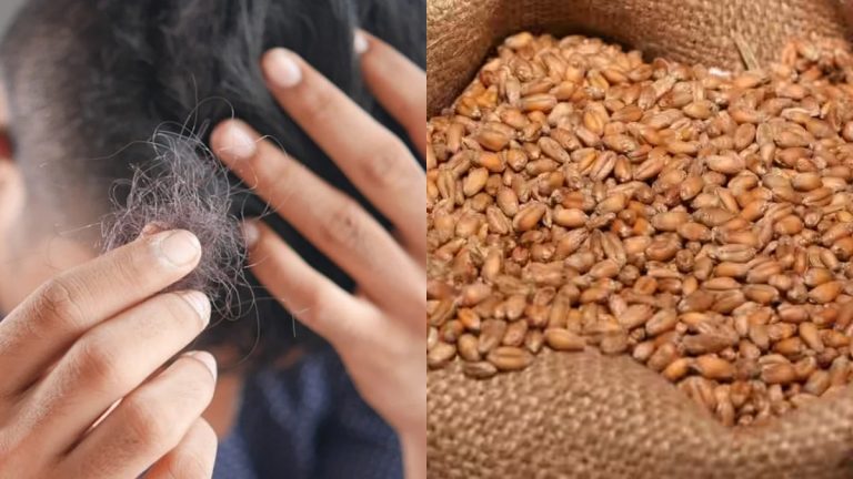 buldhana-hair-loss-cases-hair-loss-due-to-eating-wheat-from-ration-shops-expert-report-blames-high-selenium-in-wheat