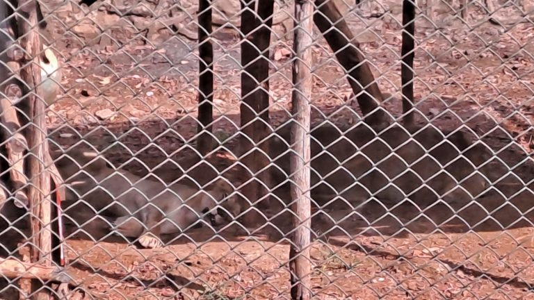 lion-safari-in-mumbai-lion-safari-for-mumbaikars-lions-will-be-seen-in-sanjay-gandhi-national-park-borivali