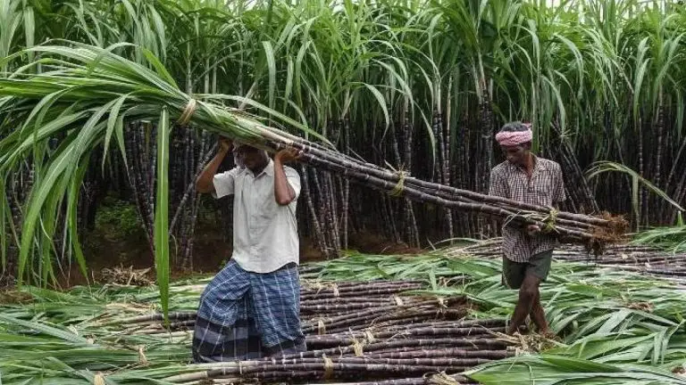 sugar-export-quota-has-been-increased-to-15-lakh-metric-tonnes