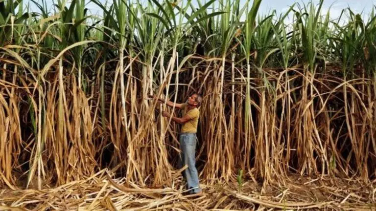 families-of-sugarcane-harvesters-involved-in-accidents-financial-assistance