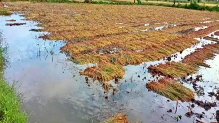 maharashtra-weather-update-unseasonal-rains-cause-major-crop-damage-in-the-state-hailstorm-alert-again