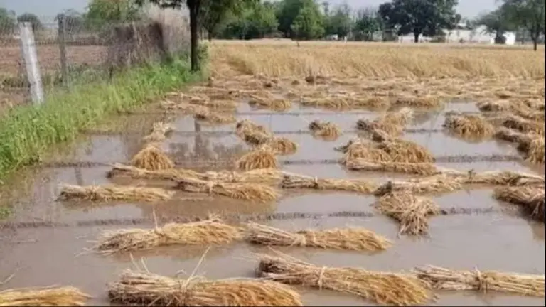good-news-mahyuti-govt-rs-337-crore-will-be-deposited-in-accounts-of-farmers-hit-by-unseasonal-rains