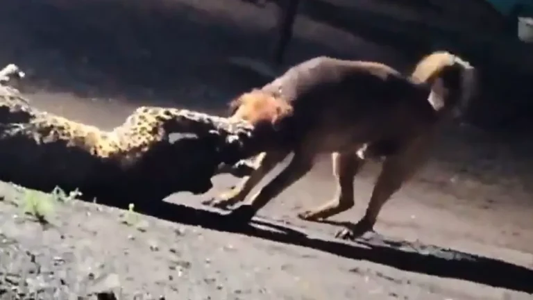 a-fight-between-a-dog-and-a-leopard-the-leopard-ran-away