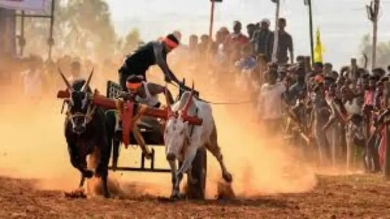 protest-against-ban-on-bullock-cart-racing-arrest-warrant-issued-against-32-people-including-bjp-mlas