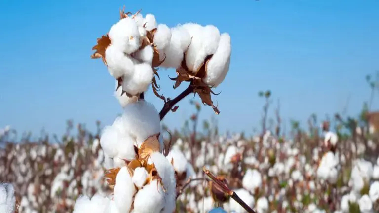 india-waives-import-duty-on-cotton-until-september-30-to-aid-textile-sector-amid-us-tariffs