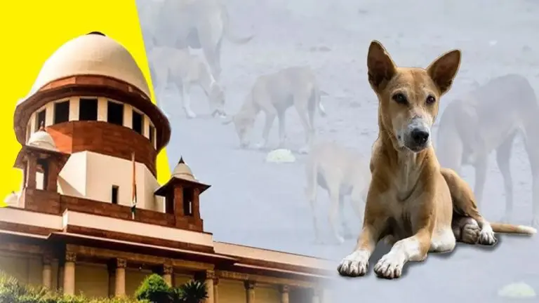 cji-gavai-assures-he-will-look-into-plea-on-stray-dogs-issue-after-lawyers-cite-earlier-rulings
