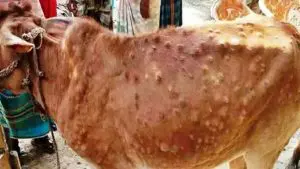 Lampi in Maharashtra: राज्यातील पशुधनावर संकट! लंपी रोगाचा प्रादुर्भाव वाढला