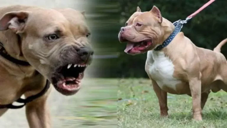 chennai-pitbull-attack-man-dies-on-spot-after-dog-bite-in-tamil-nadu
