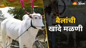 Bail Pola 2025: बैलांची सेवा, शेतकऱ्यांची कृतज्ञता बैलांच्या खांदे मळणीची अनोखी परंपरा