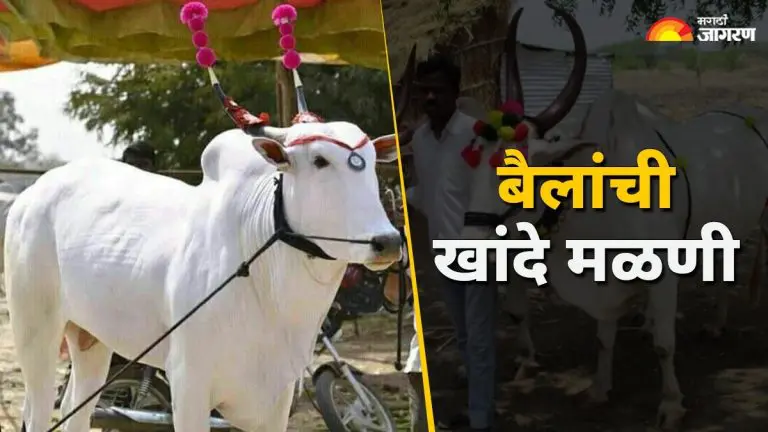 bail-pola-2025-why-is-celebrate-bail-pola-what-is-unique-tradition-of-khande-malini-in-maharashtra