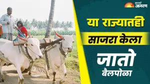 Bail Pola 2025: महाराष्ट्रापुरताच नव्हे; मध्यप्रदेश, छत्तीसगडसह अनेक राज्यांतही साजरा होतो बैलपोळा