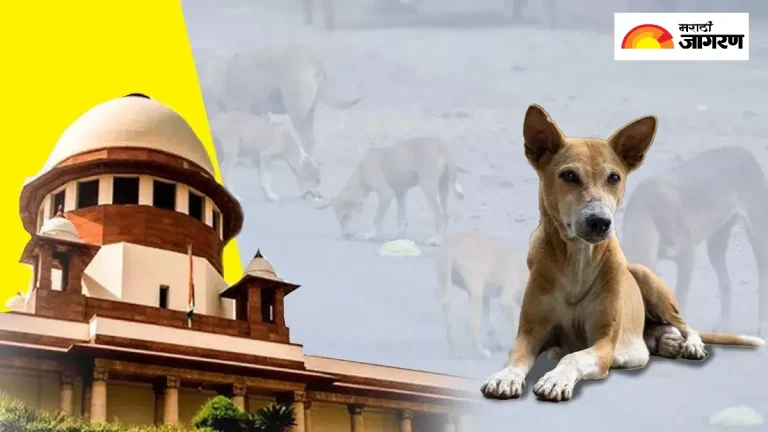 supreme-court-orders-release-of-stray-dogs-from-shelter-home-sterilization-public-space-feeding