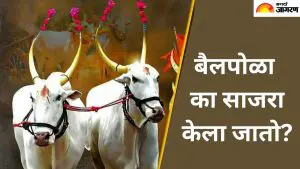 Bail Pola 2025: बैलपोळा का साजरा केला जातो? जाणून घ्या यामागचा इतिहास