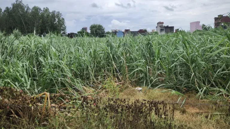 heavy-rains-hit-entire-marathwada-including-hingoli-crops-damage