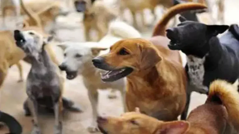 dog-census-in-bhubaneswar-by-muncipal-corporation-in-odisha