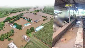 Marathwada Floods: काही क्षणात होत्याचं नव्हतं झालं..! डोळ्यादेखत ३७ दुभत्या गायी पुरात गेल्या वाहून, शेतकऱ्यानं हुंदका आवरत मांडली कैफियत