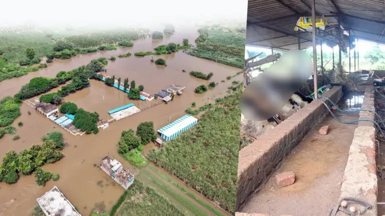 marathwada-floods-dairy-farmer-loses-livelihood-37-cows-in-minutes-floods-washed-away-farmers-entire-life