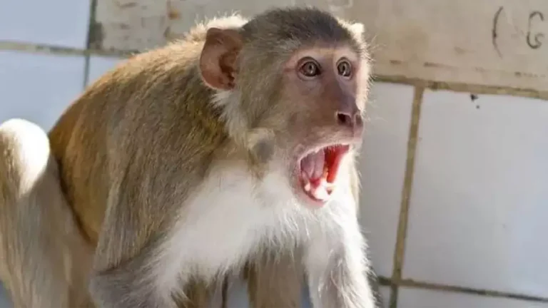 monkey-attack-baby-injured-in-mothers-lap-in-kushinagar