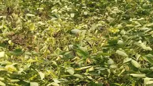 Maharashtra News: सोयाबीन पिकावर येलो मोजक रोगाचा कहर; 10 जिल्ह्यात पीक पूर्णपणे उद्ध्वस्त 