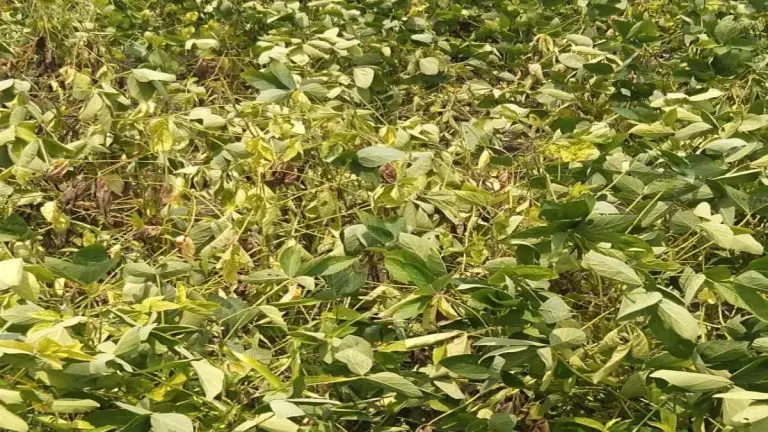 maharashtra-news-yellow-mosaic-disease-outbreak-on-soybean-crop-crop-completely-destroyed-in-10-districts