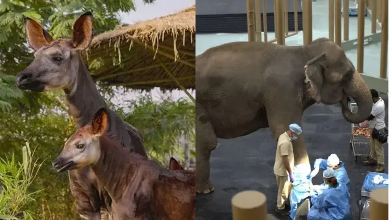 vantara-worlds-largest-animal-rescue-center-in-gujarat-by-anant-ambani