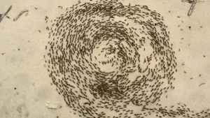 'Ant Mill' म्हणजे काय... शेकडो मुंग्या एकाच वर्तुळात फिरून मरतात? 