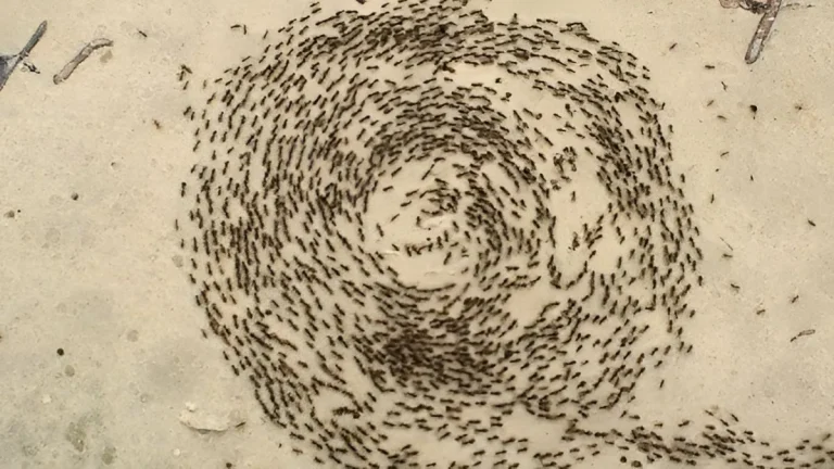 thousands-of-ants-keep-moving-around-in-a-large-circular-circle-for-no-reason