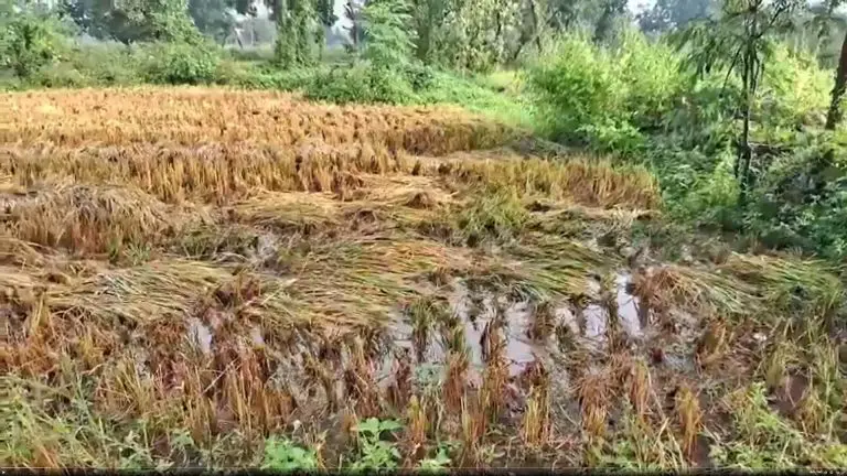 gondia-news-785-villages-in-gondia-affected-by-unseasonal-rains-crops-on-14-thousand-hectares-damaged