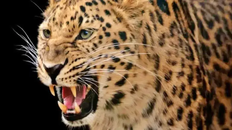 pune-news-leopard-kills-minor-girl-in-pune-she-was-carrying-water-for-her-grandfather