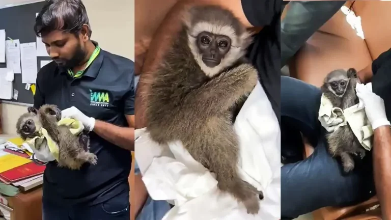customs-at-the-mumbai-airport-found-a-silvery-gibbon-in-a-passengers-bag