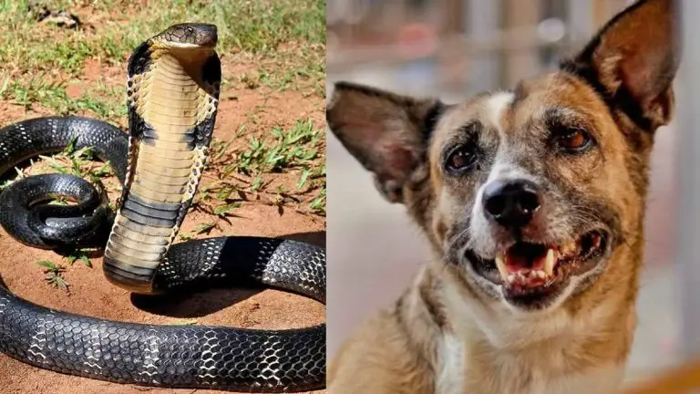dog-vs-cobra-fight-dog-fights-with-cobra-to-save-owner-in-kerala-who-wins