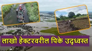 Maharashtra Flood: एका महिन्यातील अतिवृष्टी व महापुराने राज्यातील 68 लाख हेक्टरवरील पिके उद्ध्वस्त, शेतकऱ्यांना सरकारी मदतीची आस