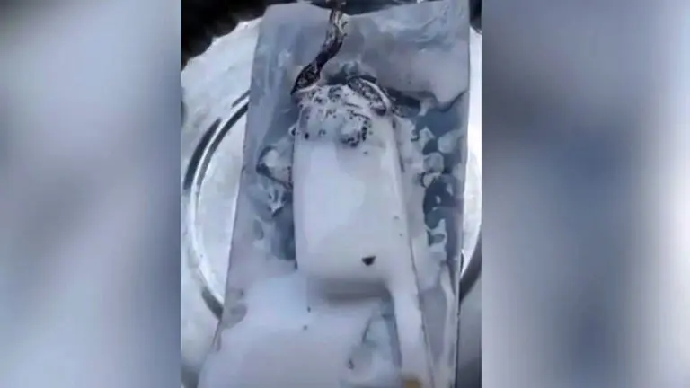 be-careful-if-you-are-eating-ice-cream-dead-frog-found-in-ice-cream-in-up