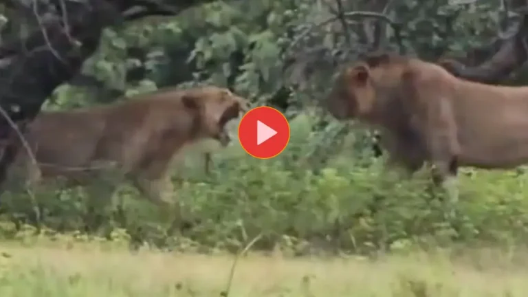 lion-vs-lioness-intense-fight-in-gir-forest-caught-on-camera-video-goes-viral