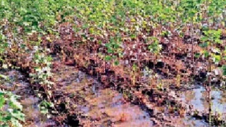 cotton-crop-hit-by-heavy-rains-farmers-in-trouble