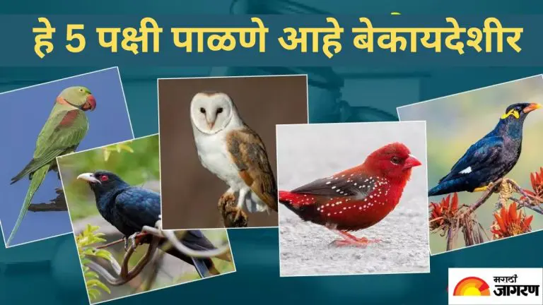 illegal-pet-birds-in-india-it-is-a-crime-to-keep-these-birds-as-pets