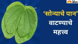 Dasara 2025: दसऱ्याला 'सोन्याचे पान' का वाटले जाते? हे उपाय केल्याने उजळेल तुमचे नशीब 