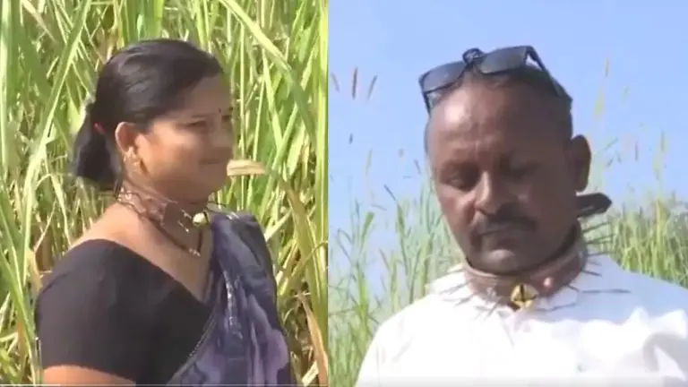 leopard-terror-in-pune-farmers-are-working-with-nail-belts-around-their-necks-video